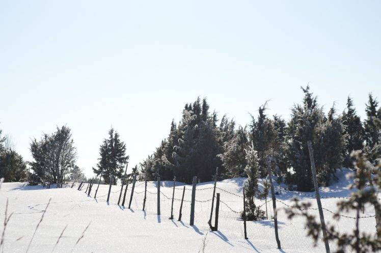nature, Trees, Snow, Fence HD Wallpaper Desktop Background