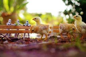 animals, Chickens, Clone Trooper, Birds