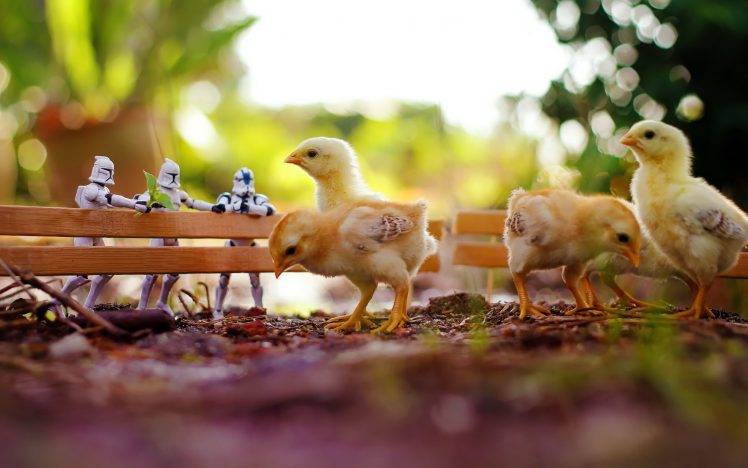 animals, Chickens, Clone Trooper, Birds HD Wallpaper Desktop Background