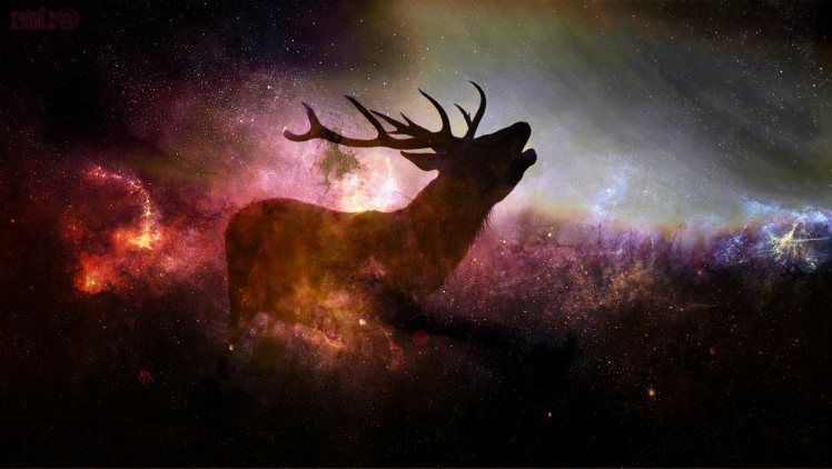 deer, Animals, Stars HD Wallpaper Desktop Background