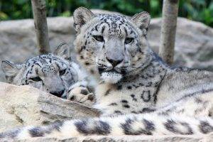 animals, Snow Leopards