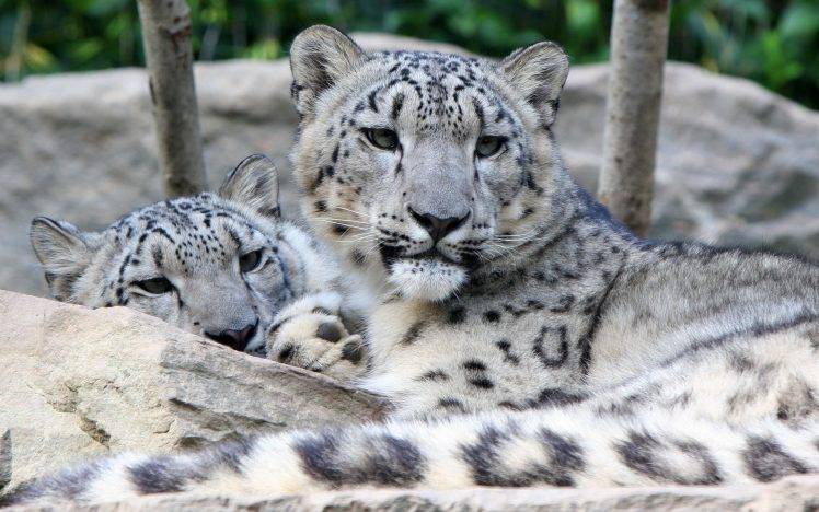 animals, Snow Leopards HD Wallpaper Desktop Background