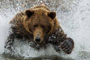 animals, Bears, Splashes