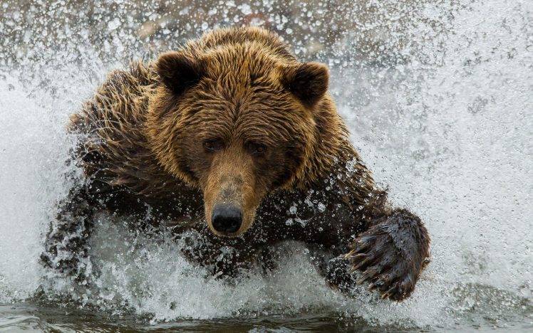 animals, Bears, Splashes HD Wallpaper Desktop Background