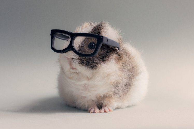 glasses, Hamster, Pet, Animals HD Wallpaper Desktop Background