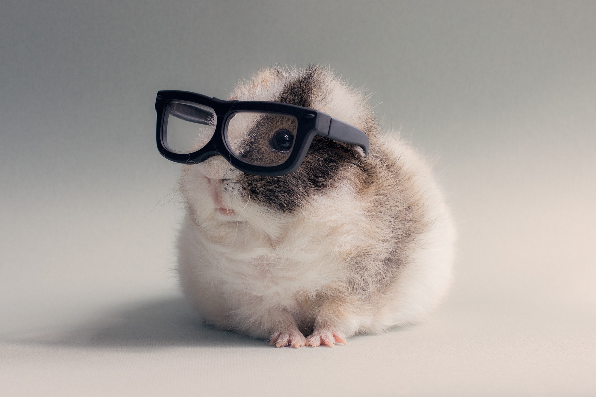 glasses, Hamster, Pet, Animals Wallpapers HD / Desktop and Mobile  Backgrounds