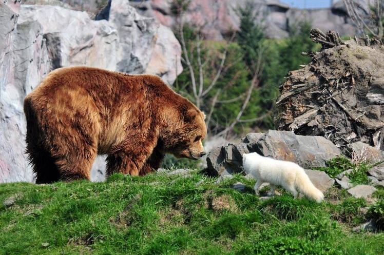 animals, Bears, Fox HD Wallpaper Desktop Background