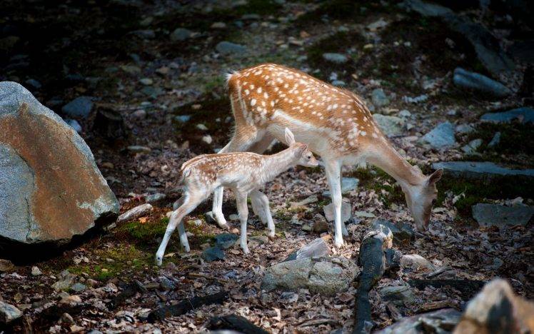 animals, Baby Animals, Deer HD Wallpaper Desktop Background