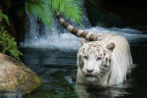tiger, Animals, Ferns, Water, White Tigers