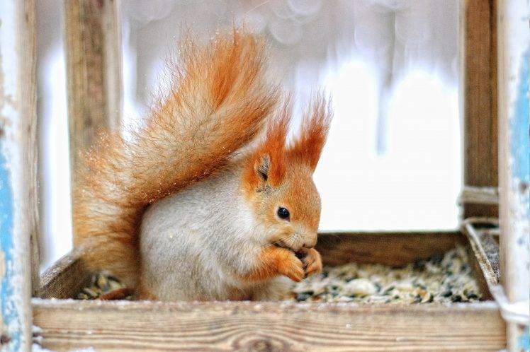 animals, Squirrel HD Wallpaper Desktop Background