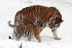 animals, Baby Animals, Tiger, Snow