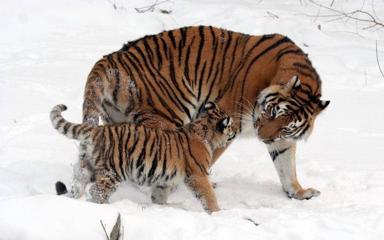 animals, Baby Animals, Tiger, Snow HD Wallpaper Desktop Background