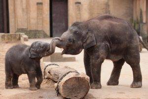 animals, Baby Animals, Elephants