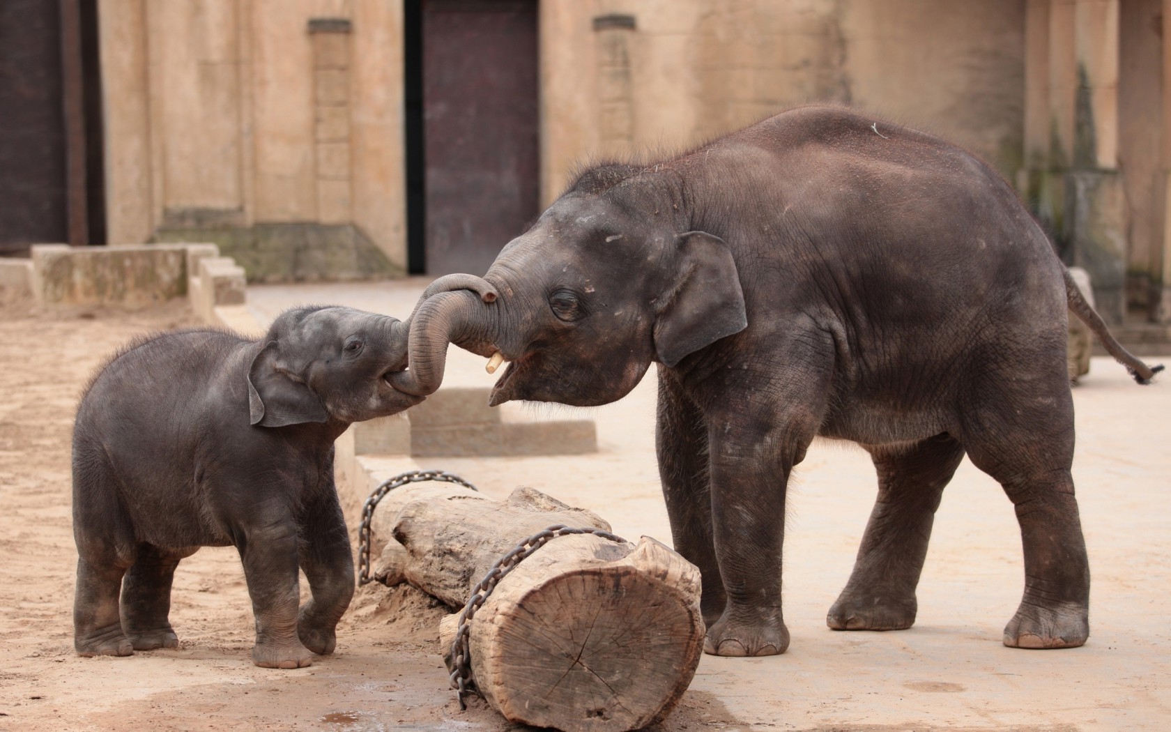 animals, Baby Animals, Elephants Wallpaper