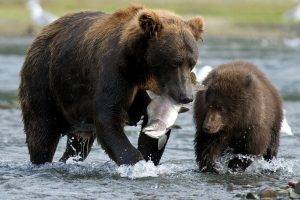 bears, Animals, Fish, River, Baby Animals