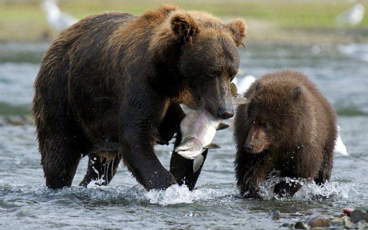 bears, Animals, Fish, River, Baby Animals HD Wallpaper Desktop Background