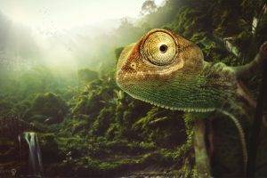 Desktopography, Lizards, Nature, Jungles, Digital Art