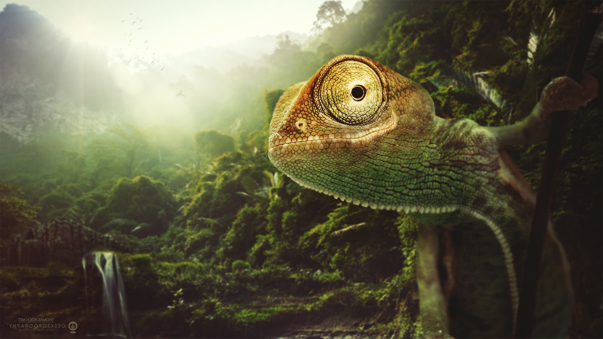 Desktopography, Lizards, Nature, Jungles, Digital Art Wallpaper