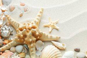macro, Nature, Sand, Starfish, Seashells