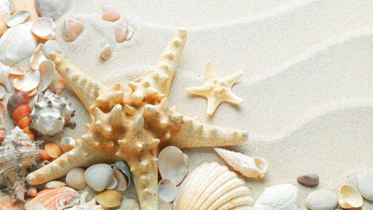 macro, Nature, Sand, Starfish, Seashells HD Wallpaper Desktop Background
