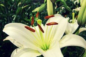 nature, Macro, Plants, Flowers, White Flowers, Lilies