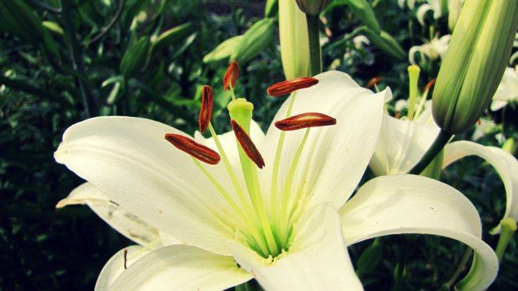 nature, Macro, Plants, Flowers, White Flowers, Lilies HD Wallpaper Desktop Background