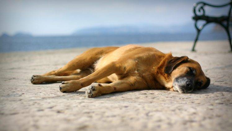 dog, Animals, Sleeping, Sleep HD Wallpaper Desktop Background