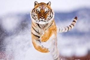tiger, Snow, Attack, Animals