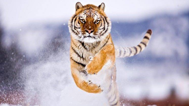 tiger, Snow, Attack, Animals HD Wallpaper Desktop Background