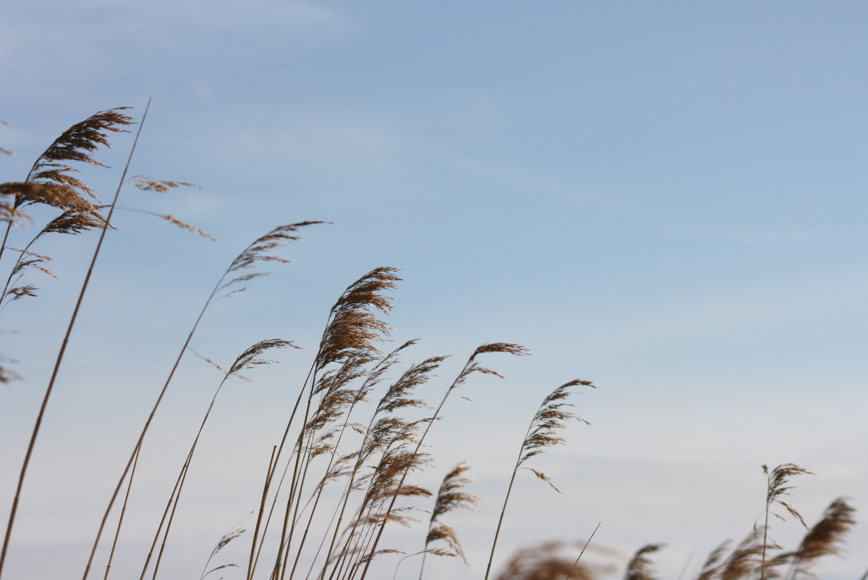 nature, Plants, Grass, Sky Wallpaper