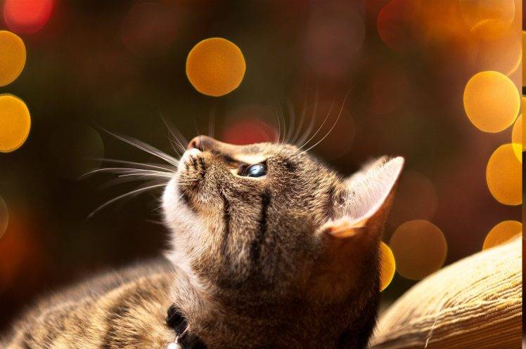 cat, Animals, Looking Up, Bokeh HD Wallpaper Desktop Background