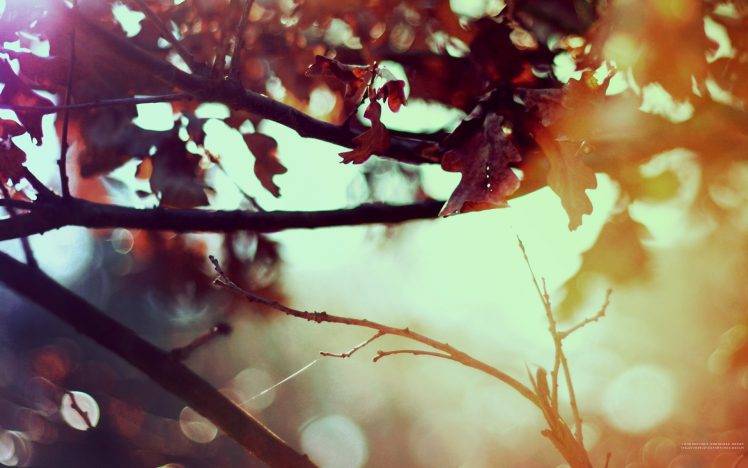 nature, Leaves, Fluid, Sunlight HD Wallpaper Desktop Background