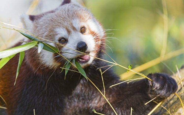 animals, Red Panda, Leaves HD Wallpaper Desktop Background