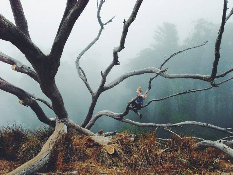 trees, Nature, Forest, Mist HD Wallpaper Desktop Background