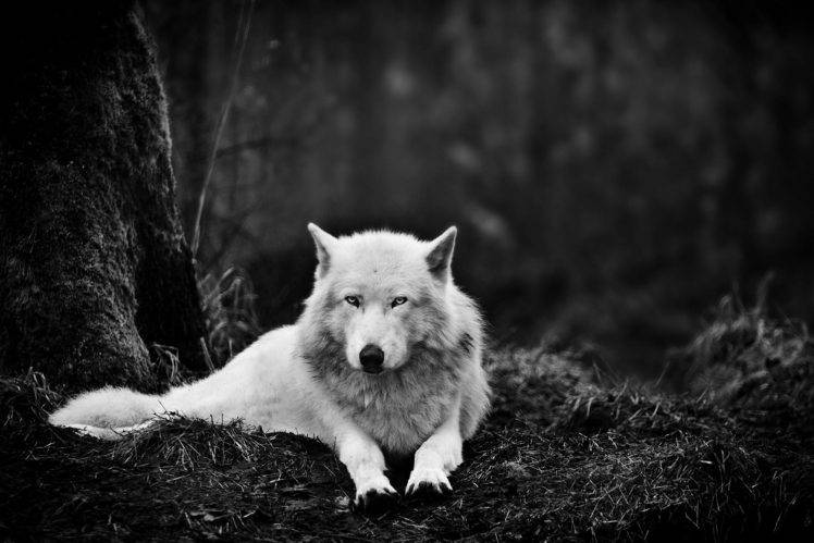 animals, Nature, Wolf, Trees HD Wallpaper Desktop Background