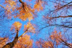 nature, Trees, Fall, Sky