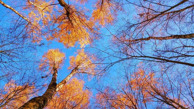 nature, Trees, Fall, Sky HD Wallpaper Desktop Background
