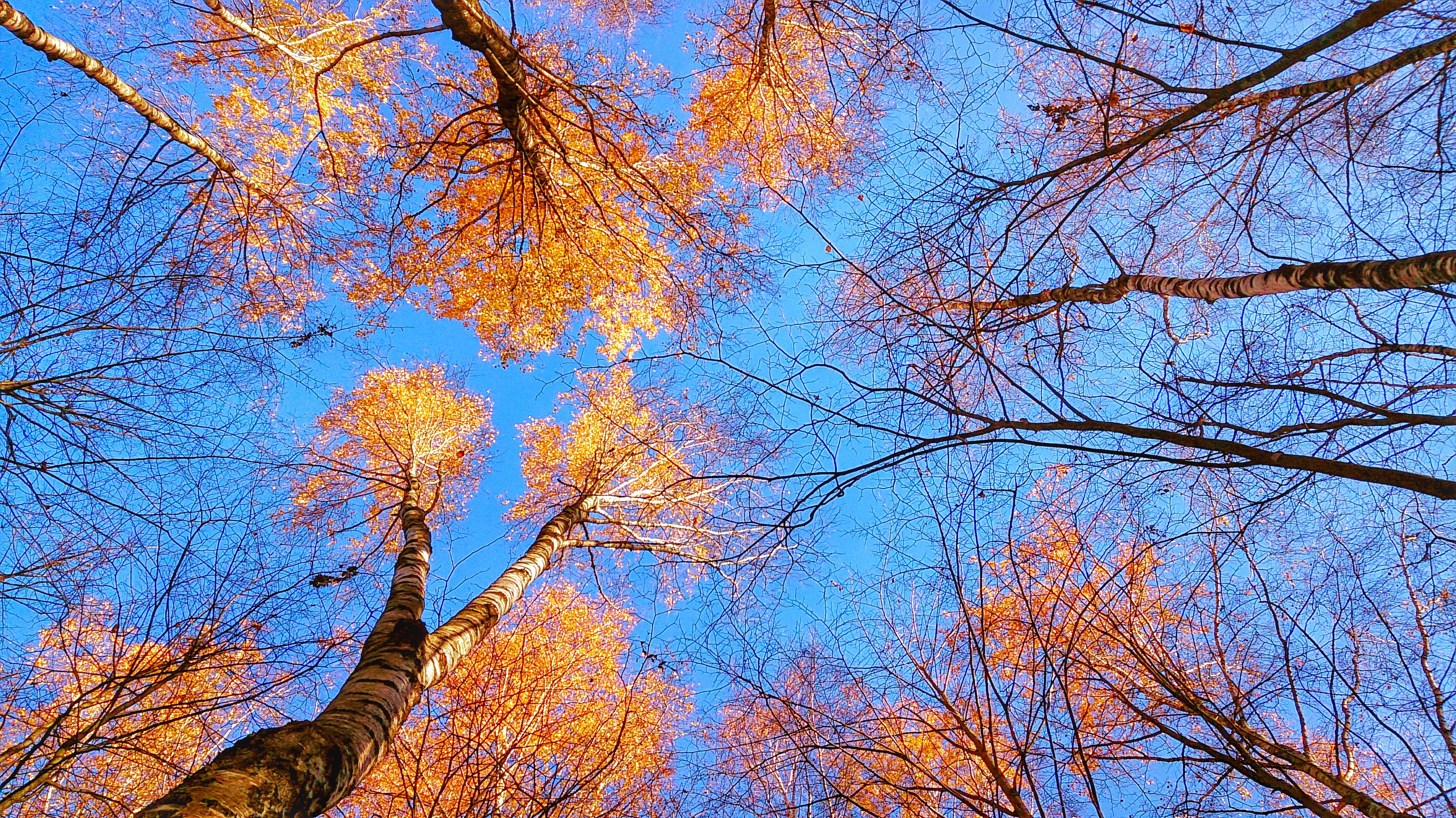 nature, Trees, Fall, Sky Wallpaper