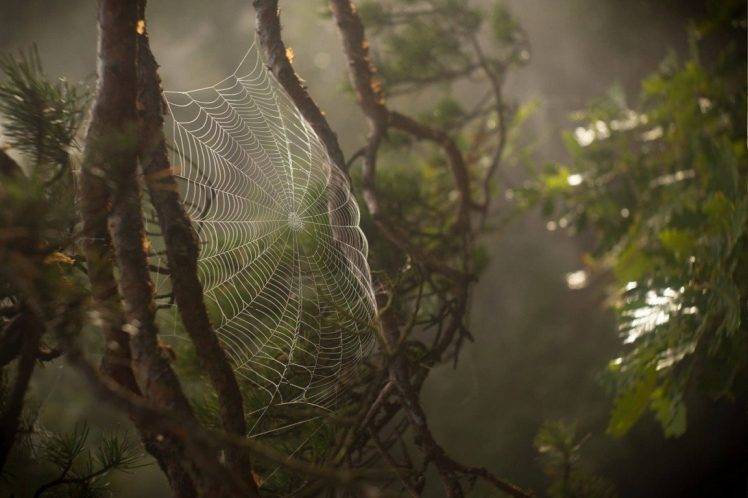 nature, Spiderwebs HD Wallpaper Desktop Background