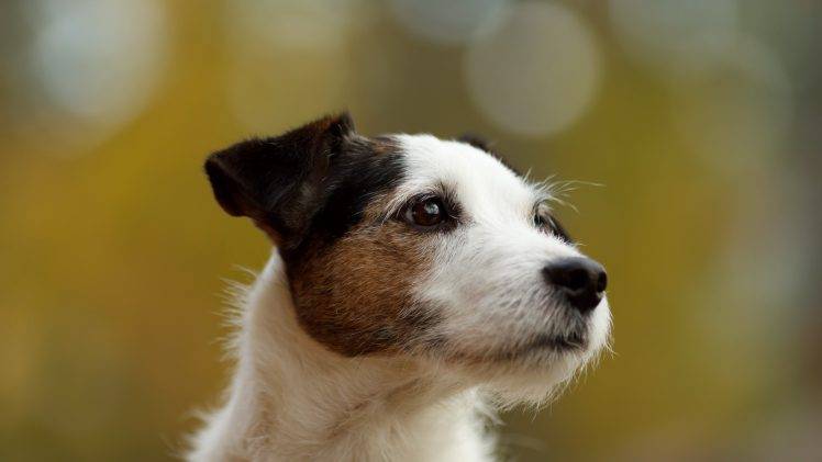 animals, Dog, Bokeh, Jack Russell Terrier HD Wallpaper Desktop Background
