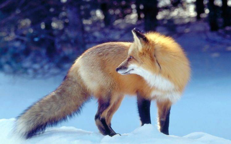 animals, Fox, Snow, Bokeh HD Wallpaper Desktop Background