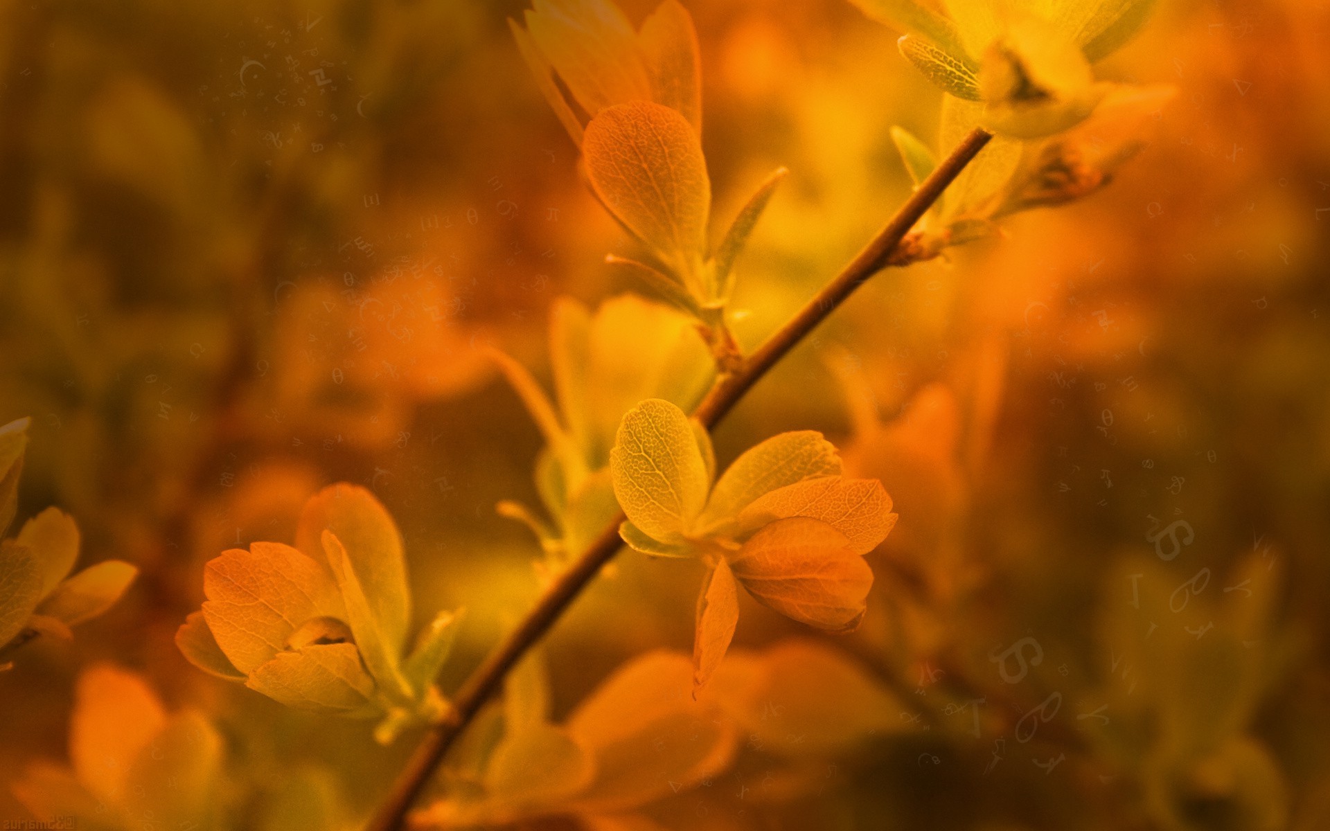 leaves, Nature Wallpaper