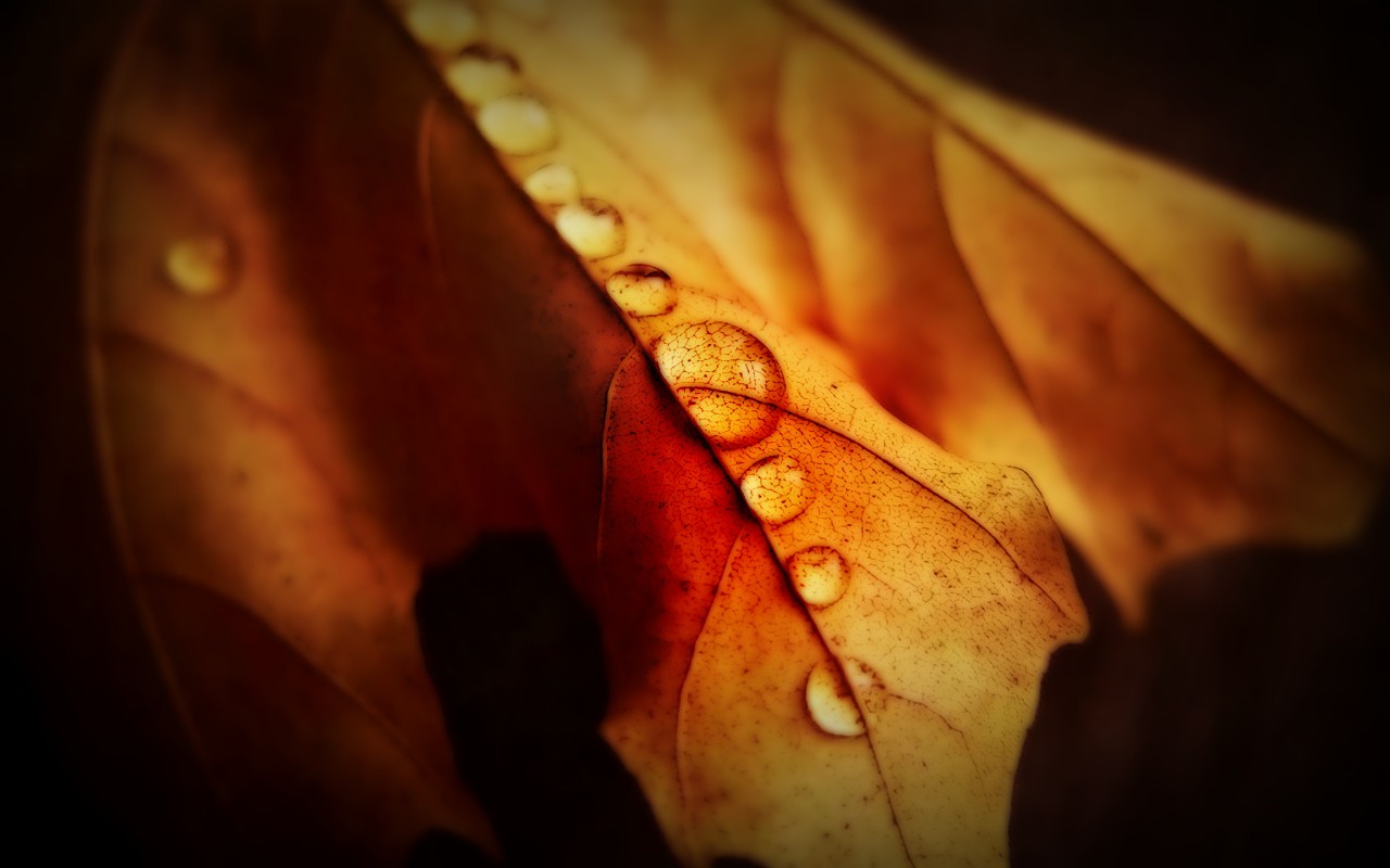 water Drops, Leaves, Nature Wallpaper