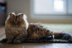 Ben Torode, Carpets, Animals, Cat