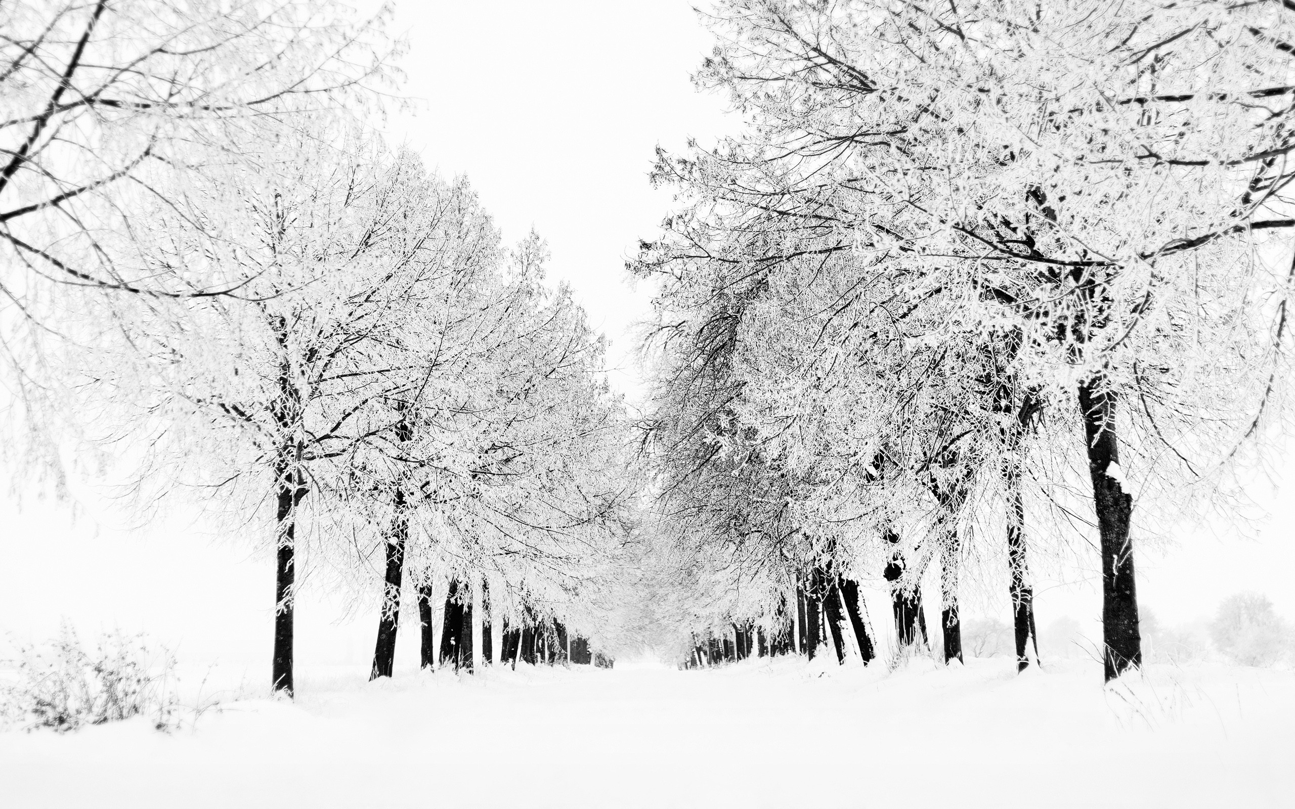 nature, Landscape, Snow Wallpaper