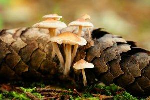macro, Mushroom, Nature