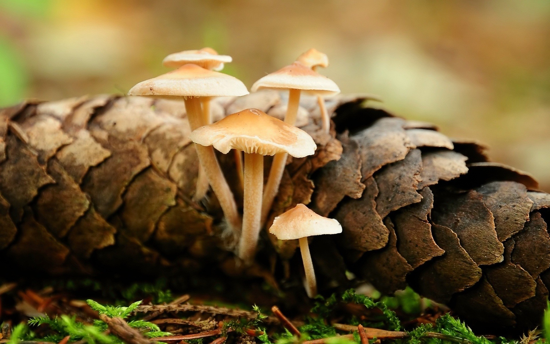 macro, Mushroom, Nature Wallpaper