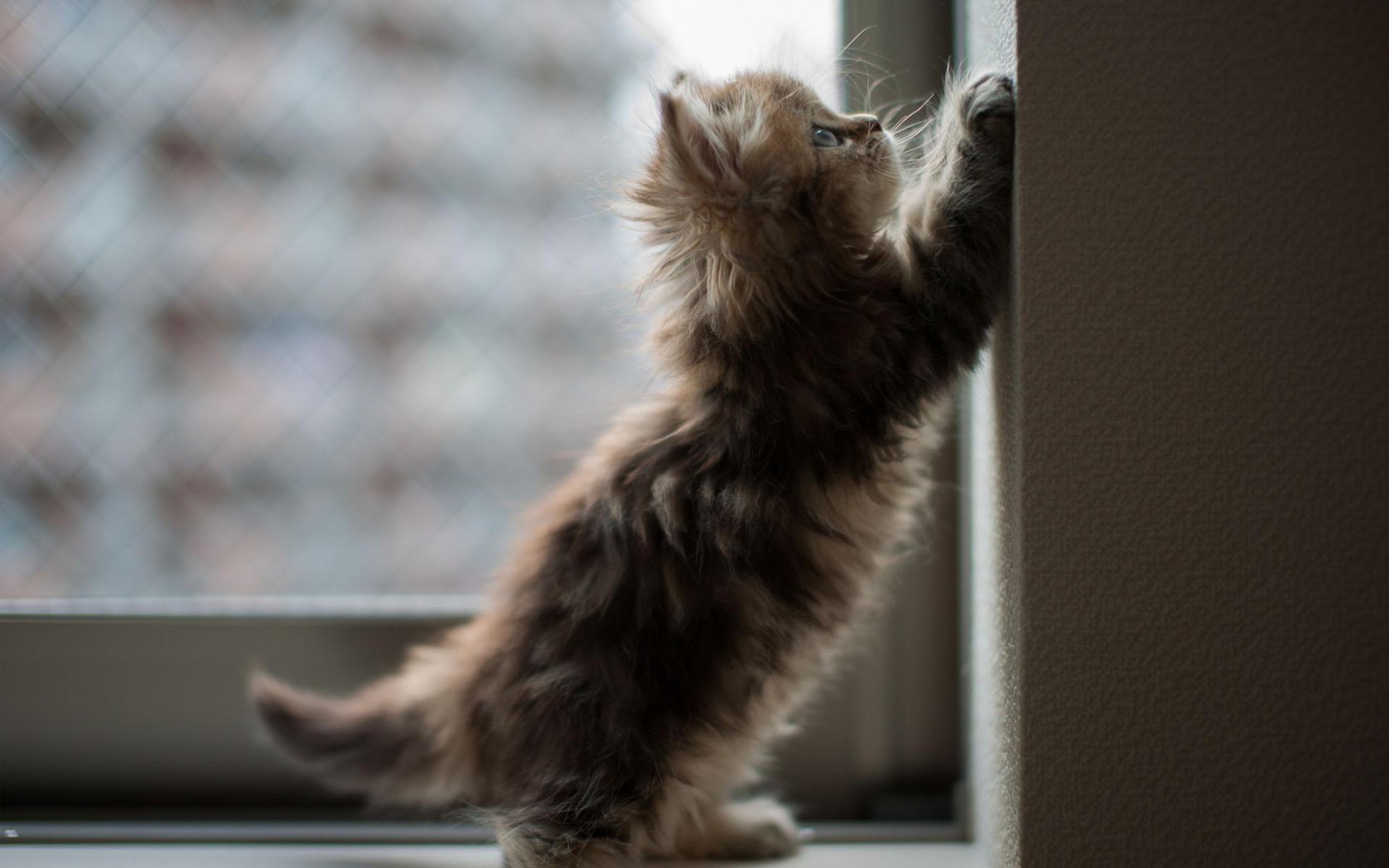 cat, Animals, Kittens, Ben Torode, Window Wallpaper