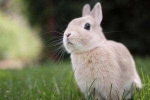 nature, Animals, Rabbits, Grass