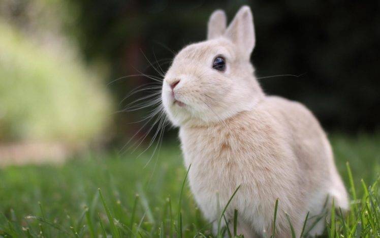 nature, Animals, Rabbits, Grass HD Wallpaper Desktop Background